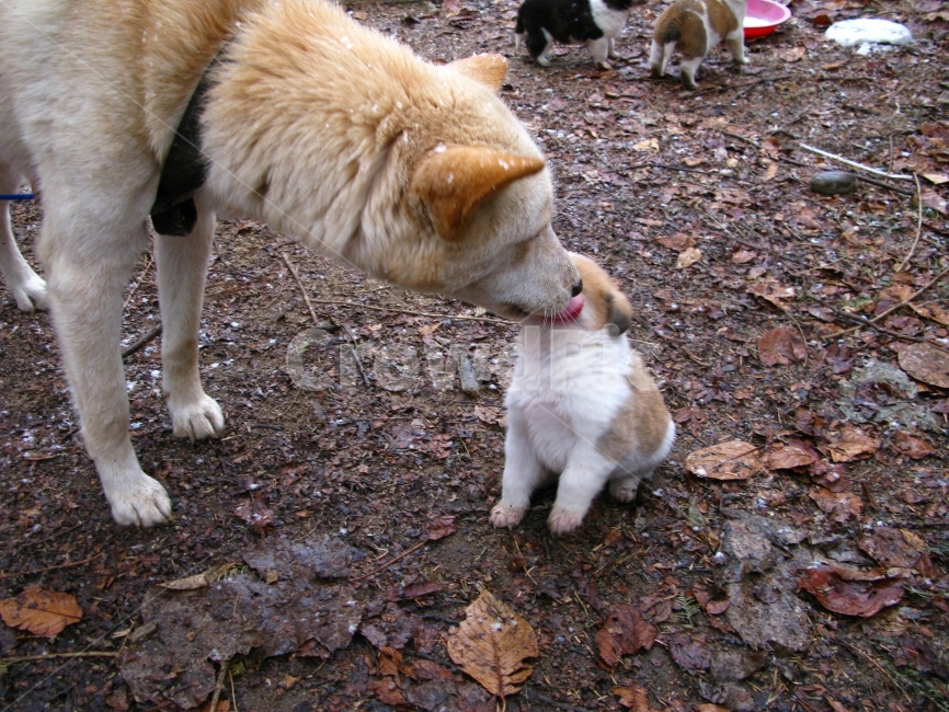 강아지,귀여운,개,가을,낙엽,동물,animal,포유류,mammal,개,강아지,dog,doggy