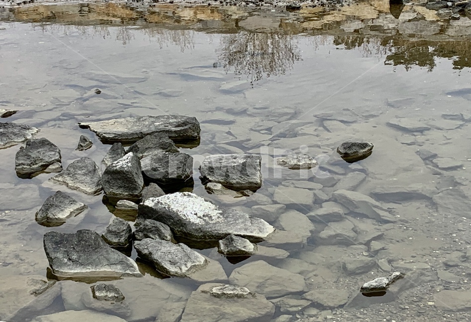 물,water,돌,나무,tree