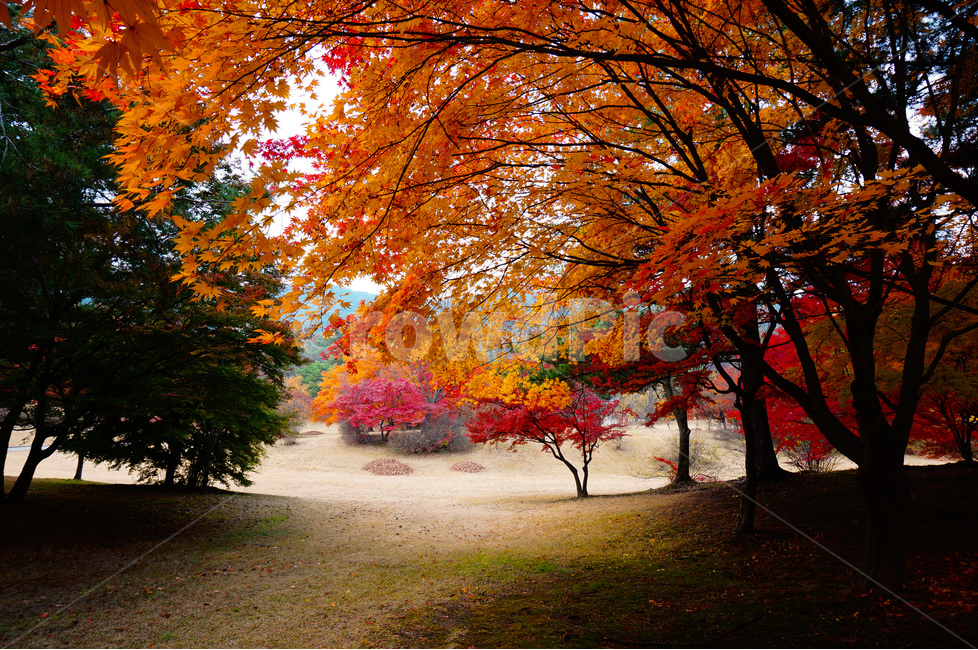 단풍,빨강,가을,풍경,나무,가을,계절,fall,autumn,season,자연,풍경,nature,landscape,식물,plants,나무,trees,wood,leaf,잎,plant,tree,maple