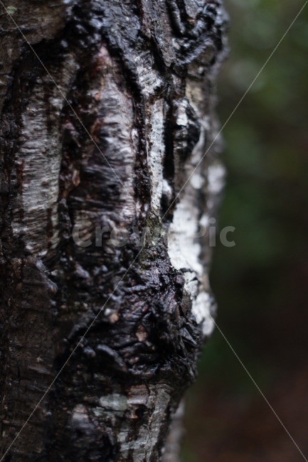 나무,질감,친환경,환경,자연,숲,산,식물,자연,plants,nature