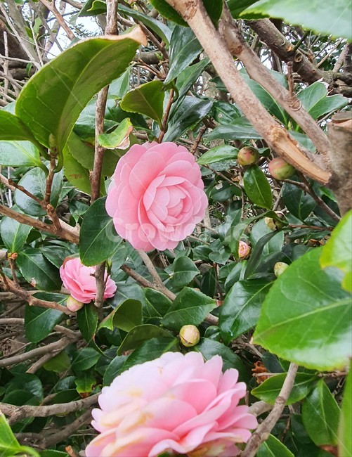 flower,꽃,동백꽃,동백나무,자연,nature
