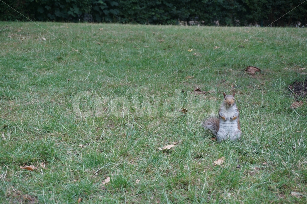 다람쥐,공원,파크,잔디,귀여움,동물,animal,포유류,mammal
