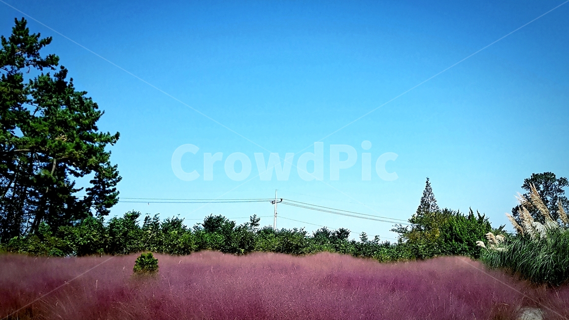 핑크뮬리,pinkmuhlygrass,하늘,sky,식물,plants,가을,계절,fall,autumn,season,식물,자연,plants,nature