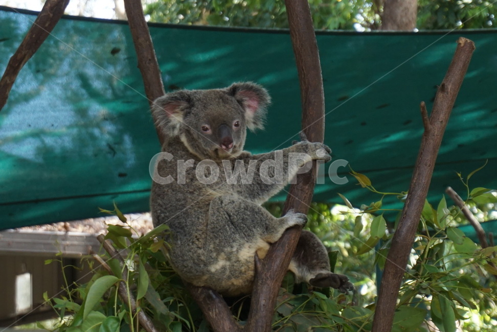 코알라,호주,자연,동물,동물원,koala,동물,animal,포유류,mammal