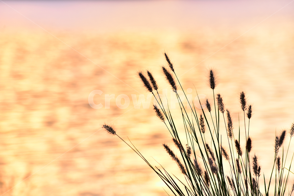 atmosphere,At sunset,peeling,fall,weed,sensible,autumn background,Sukryeong,emotional,riverside,feeling,Emotional photo,Autumn feeling,wildflowers,Autumn sensibility,background,sunset,wild flowers,autumn,nightfall,wild grass