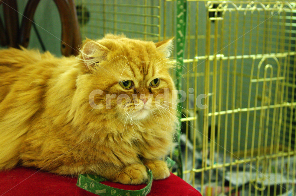 동물,고양이,cat,animal,mammal,동물,animal,포유류,mammal,고양이,cat,kitten,kitty