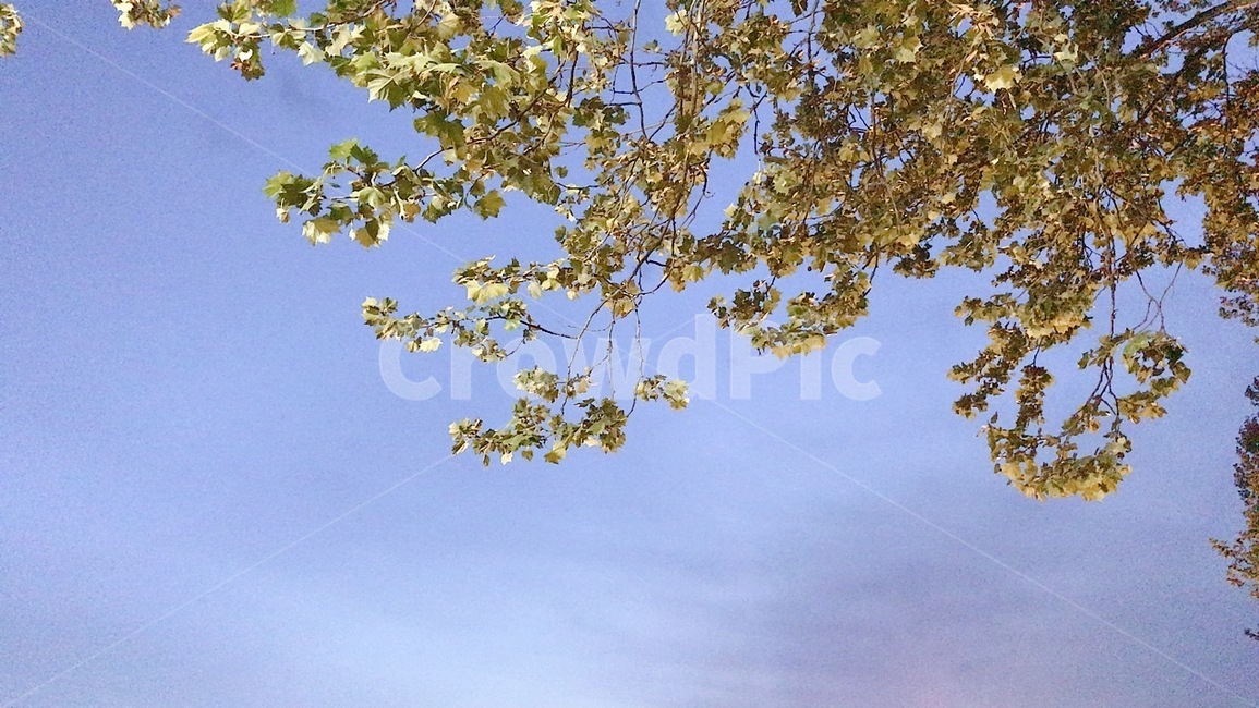 하늘,tree,나무,plant,식물,나뭇잎,초록,파랑,나무가지,나뭇가지,식물,자연,plants,nature,나무,trees,wood