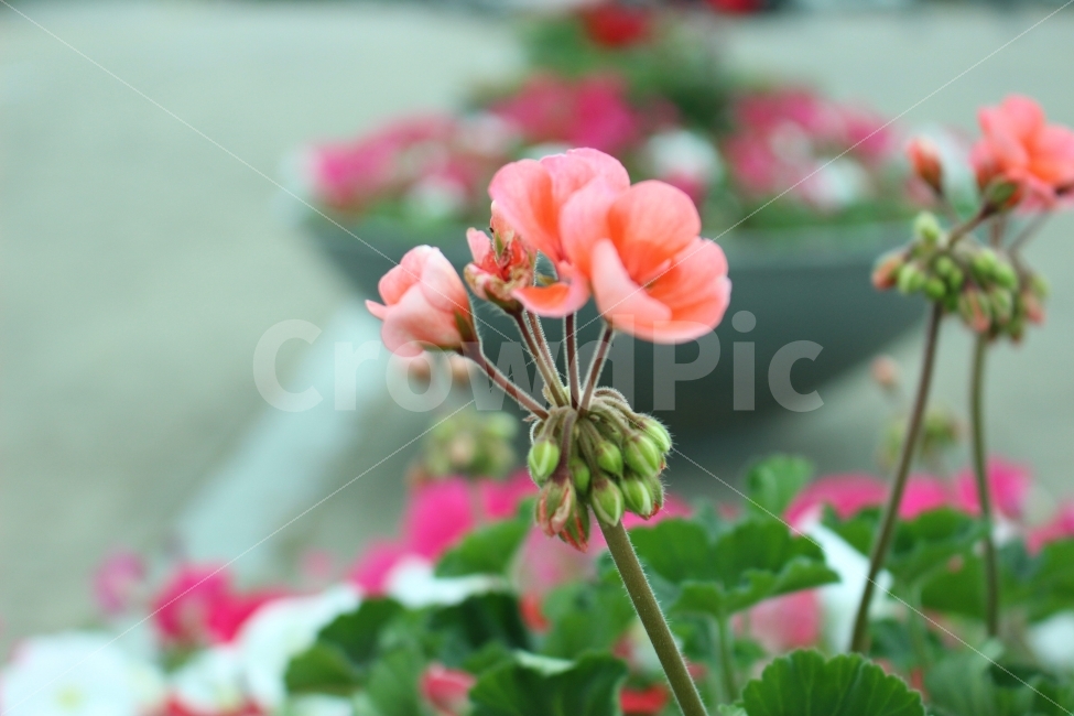 	꽃,공원,자연,휴식,힐링,하늘공원,하늘,갈대,식물,자연,plants,nature,꽃,flower
