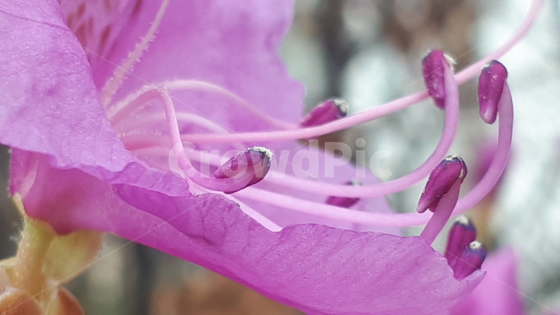 plant,식물,blossom,꽃,flower,진달래,azalea,두견화,식물,자연,plants,nature,꽃,flower