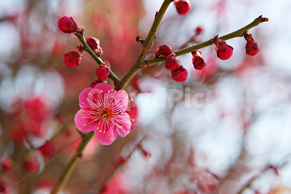 홍매화,매화,꽃,봄꽃,붉은꽃,식물,자연,봄,봄,계절,spring,season