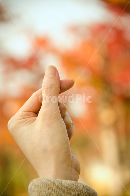 가을,손,하트,단풍,사랑,손모양,손가락,아름다운,낙엽,숲,소녀,행복,잎,자연,사람,로맨스,모양,기호,하늘,나무,여자,컨셉,낭만,계절,대한민국,한국,가을,계절,fall,autumn,season,사람,인물,인간,human,person,신체일부,몸,body