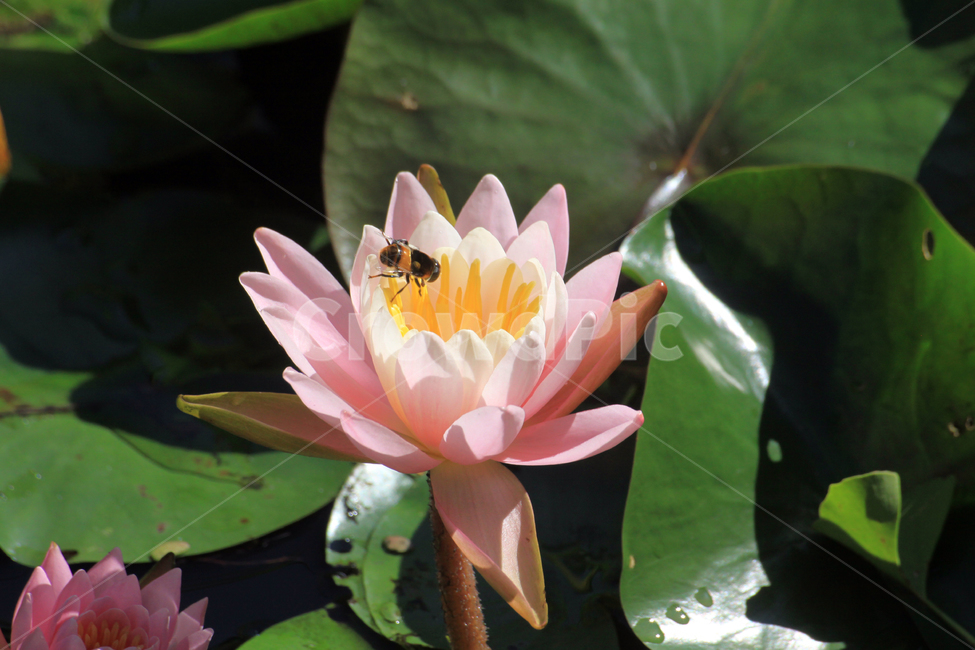 연꼿,벌,꿀벌,꽃,식물,blossom,flower,bee,식물,자연,plants,nature,꽃,flower