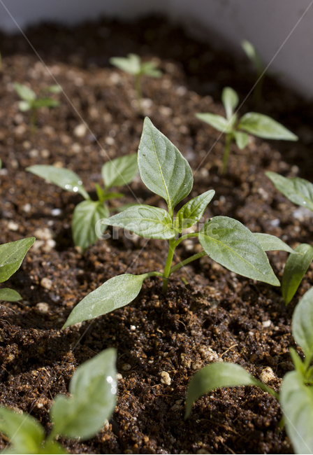 pepper,young,several,soil,buds,spring,agriculture,leaves,grass,land,seedlings,pepper shoots,green,grow,pepper seedlings,nature,Crops,young leaves,many,germination,pepper leaves,plant,fresh