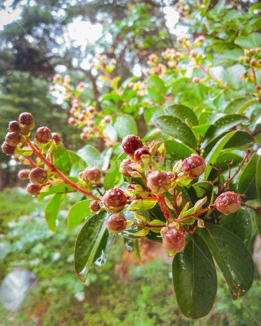 plant,식물,꽃,비,photography