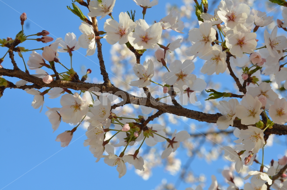 꽃,벚꽃,나무,꽃나무,벚꽃나무,분홍,하늘,봄,계절,spring,season,식물,자연,plants,nature,꽃,flower,plant