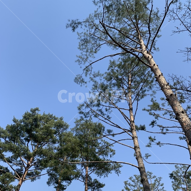 plant,식물,tree,나무,하늘,공원