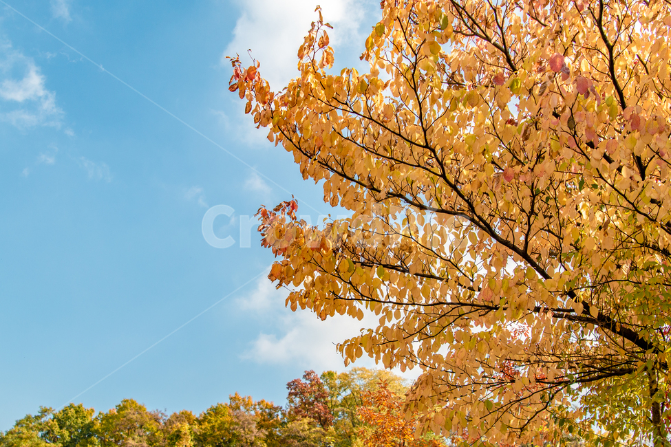 가을,autumn,fall,야외,outdoor,공원,park,자연,nature,맑은날,clear,하늘,sky,파란색,파랑,blue,단풍,leaves,leaf,orange,나무,tree,plant,식물,maple,가을,계절,fall,autumn,season,자연,풍경,nature,landscape,잎