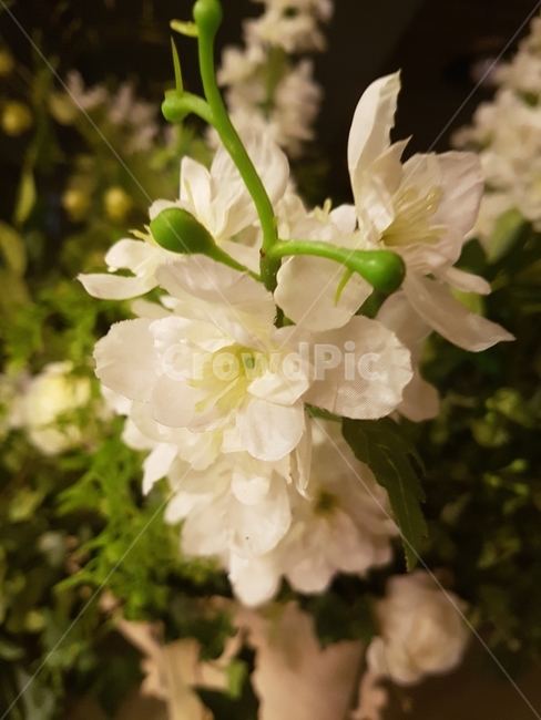 꽃,흰꽃,하얀색,식물,꽃잎,식물,자연,plants,nature,꽃,flower