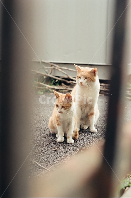 귀여움,야옹,반려동물,cats,mammals,animals,cute,meow,pets,mammal,포유류,cat,고양이,pet,abyssinian,동물,animal,아비시니안,manx,동물,animal,포유류,mammal,고양이,cat,kitten,kitty