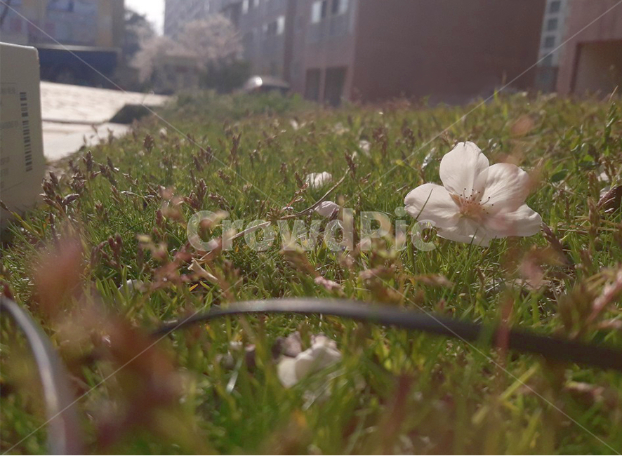 plant,식물,cherryblossom,벚꽃,꽃,바닥