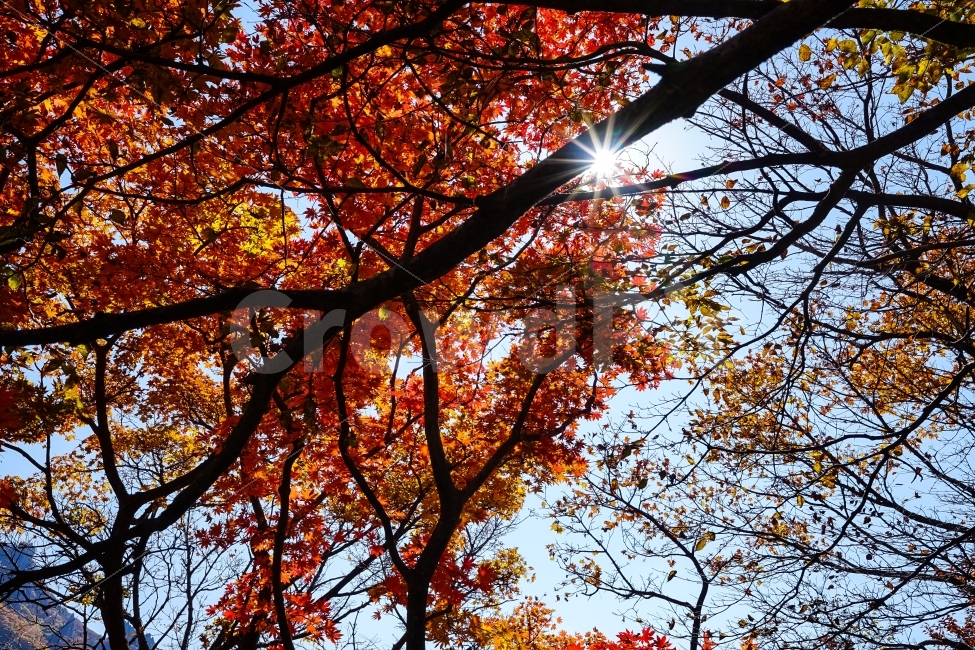 제주도,한라산,단풍,낙엽,자연,가을,가을,계절,fall,autumn,season,식물,자연,plants,nature,나무,trees,wood,leaf,잎,plant,tree,maple