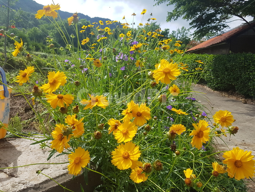 plant,꽃,식물,시골,노랑,식물,자연,plants,nature,꽃,flower