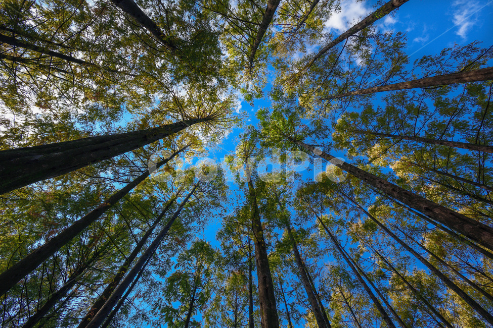 산책,숲길,숲,나무,하늘,sky,자연,풍경,nature,landscape,tree,plant,식물