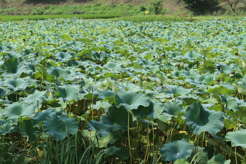 연꽃,자연,초록,nature,green,lotus,leaf,outdoors,옥외,field