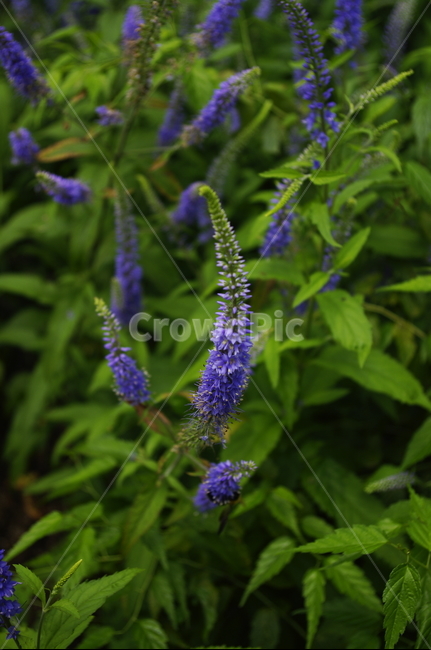 긴산꼬리풀,꽃,flower,식물,plant,자연,nature