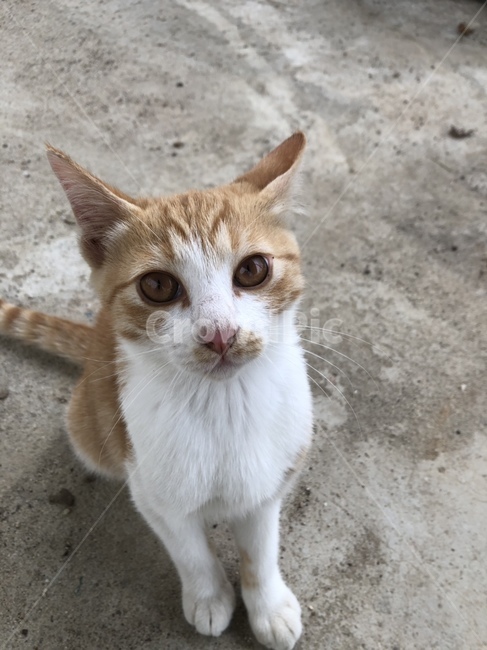 pet,mammal,포유류,cat,고양이,animal,동물,동물,animal,포유류,mammal,고양이,cat,kitten,kitty