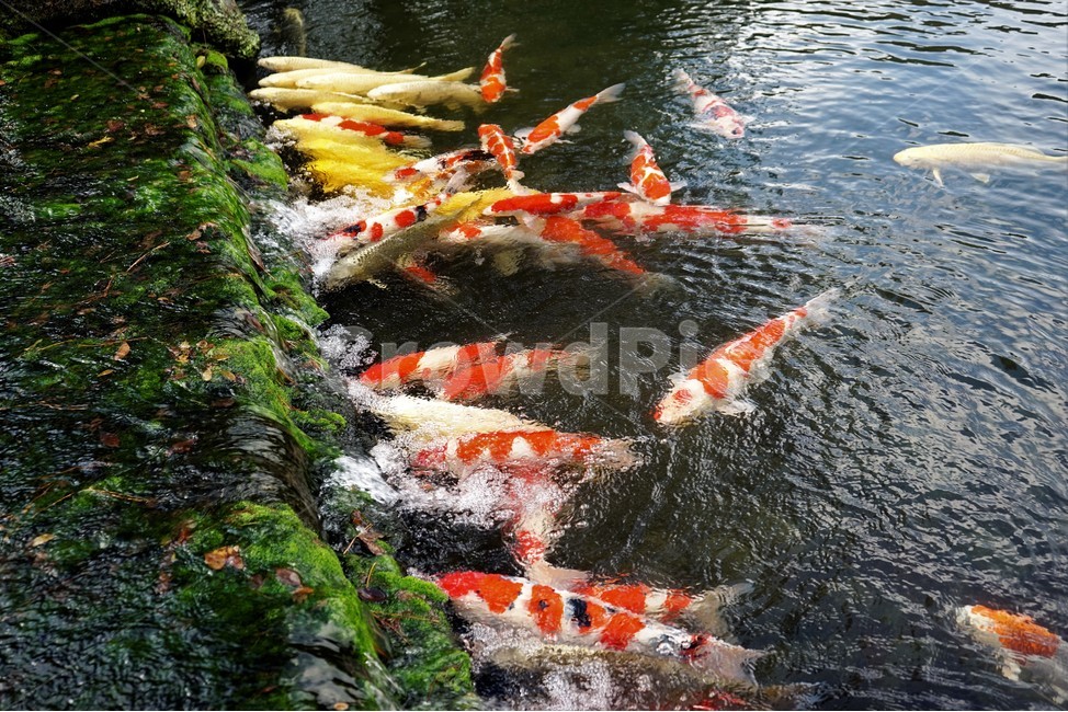 비단붕어,물고기,물,물이끼,자연,생물,어류,물고기,fish