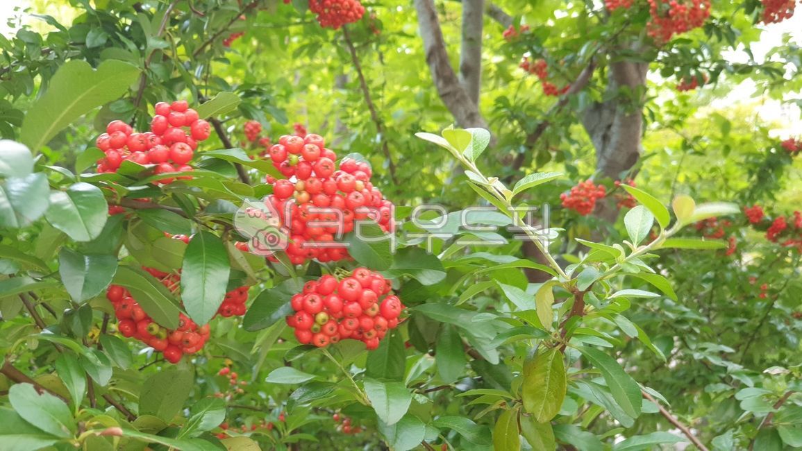 피라카타,열매,야생식물,식물,꽃나무,fruit,plant,wildplant,flowertree