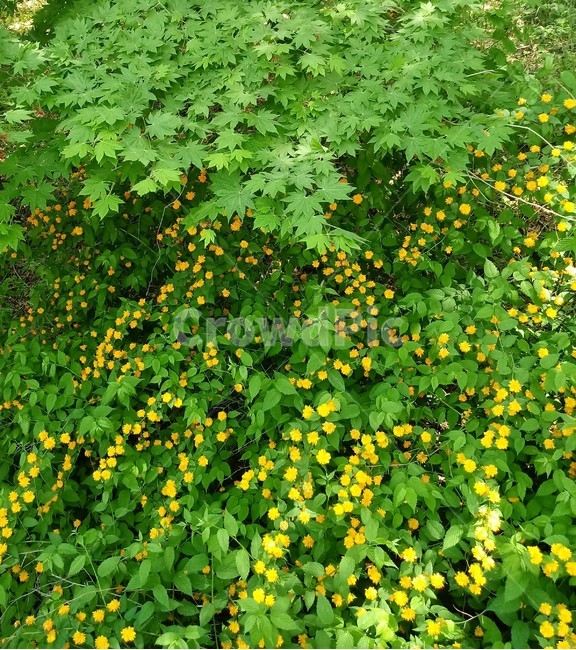 죽단화,식물,노란색꽃,장미과,낙엽활엽관목,관상용,식물,자연,plants,nature,꽃,flower