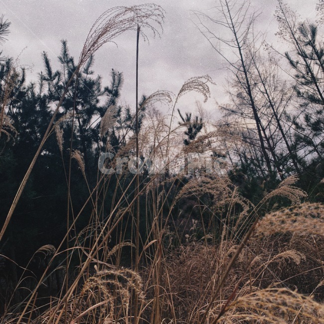 자연,힐링,나무,감성,가을,자연,풍경,nature,landscape,grass,잔디,plant,식물,lawn,reed,갈대