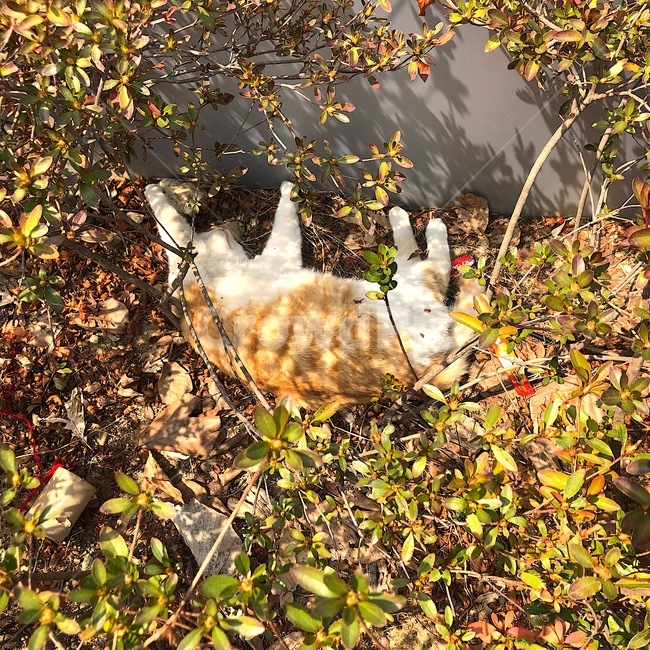 고양이,귀여움,봄,가을,일상,동물,animal,포유류,mammal,고양이,cat,kitten,kitty