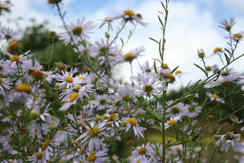 구절초,들국화,데이지,가을하늘,깨끗한꽃,flower,꽃,식물,자연,plants,nature,꽃,flower