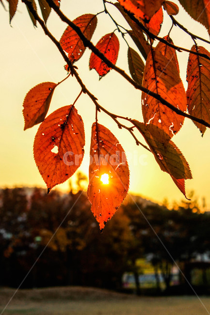 단풍,햇빛,초가을,nature,계절,낙엽,공원,landscape,한국자연풍경,season,식물,fall,plants,자연,풍경,가을,계절,fall,autumn,season,veins,정맥,plant,leaf,잎