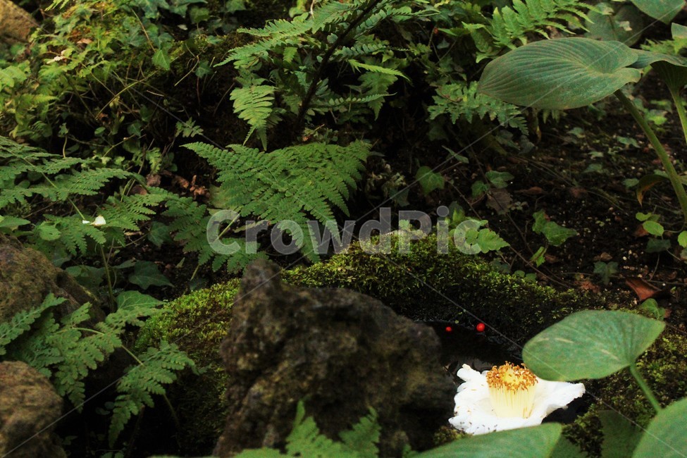 plant,식물,연꽃,꽃,flower,잎,자연,nature