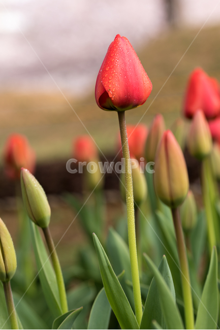 튤립,꽃,봄,봄꽃,식물,야외,실외,봄,계절,spring,season,식물,자연,plants,nature,꽃,flower,plant,blossom