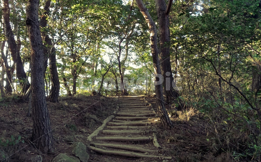 자연,계단,식물,줄기,산,자연,풍경,nature,landscape,tree,나무,plant,ground,바닥,tree trunk,나무 줄기,path,통로