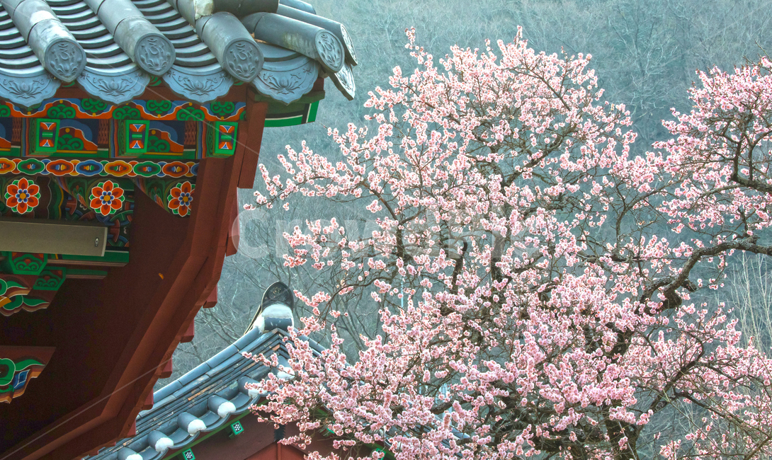 자연,풍경,경치,계절,봄,식물,꽃,봄꽃,매화,홍매화,사찰,백양사,보호수,매화나무,고불매,고건축,건물,옥외,산,골짜기,경내,지붕,기와지붕,아침,안개,빛,햇빛,한국전통,한국문화,korean traditional,korean culture,꽃,flower,나무,trees,wood