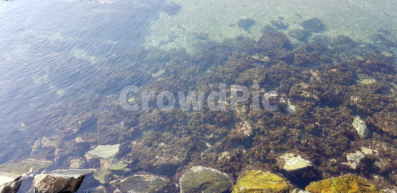 물속,바다속,바다,조류,해조류,맑은물,깨끗한물,sea,ocean