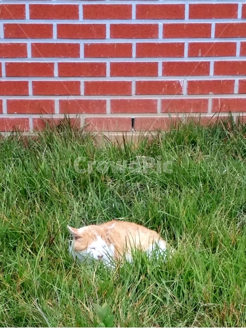 동물,고양이,낮잠,길냥이,cat,sleepy,neko,straycat