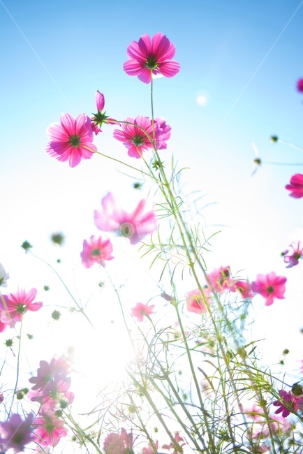 코스모스,blossom,꽃,꽃잎,flower,식물,자연,plants,nature,꽃,flower