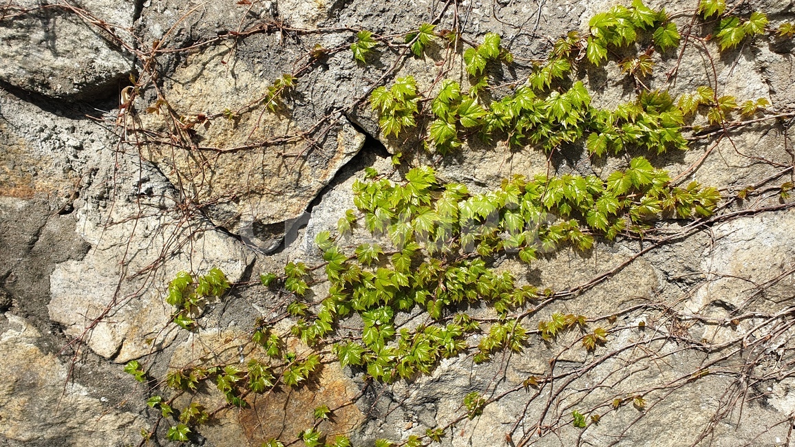 담쟁이,봄,연두,푸릇푸릇,덩쿨나무,spring,green,season,color,벽