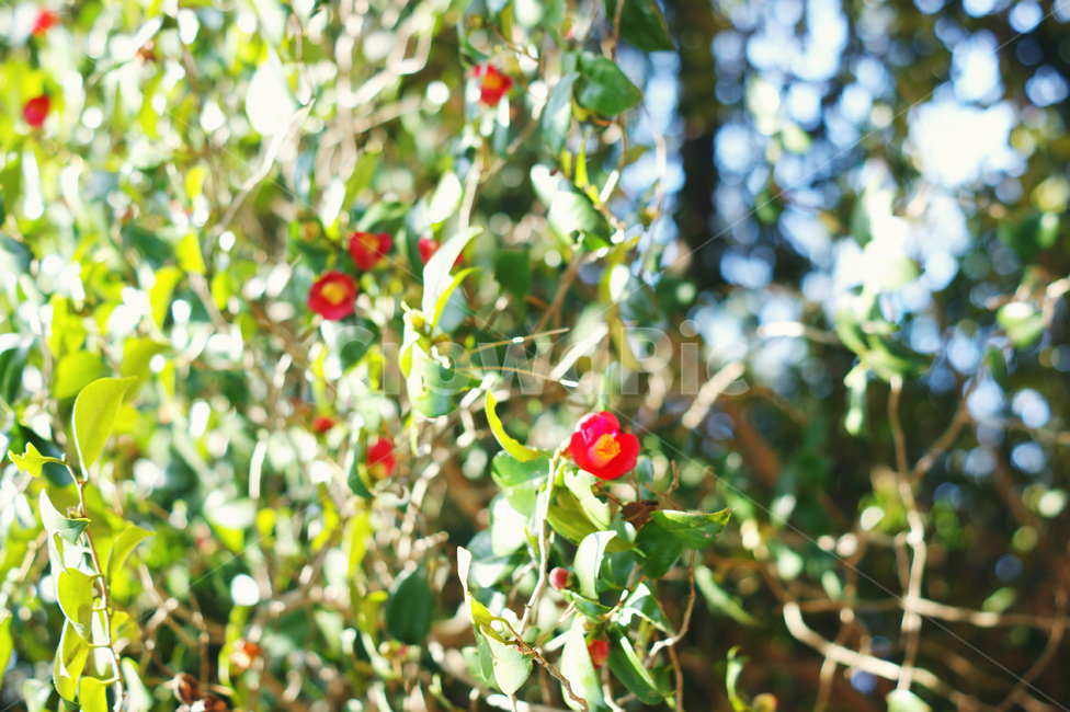 동백꽃,꽃,나무,봄,겨울꽃,나뭇잎,동백,식물,자연,plants,nature,꽃,flower