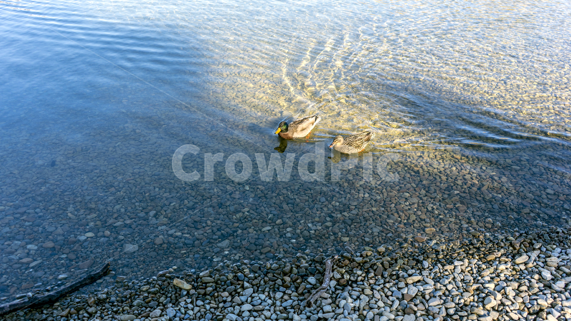 오리,동물,자연,nature,animal,duck,lake,호수,맑음,물,water,pond