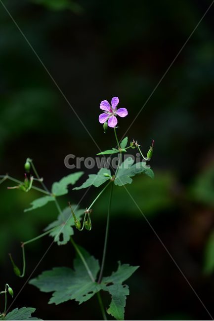 큰세잎쥐손이,야생화,식물,자연,꽃,생태,힐링,플라워,wildflower,flower,plants,nature,season,감성,느낌,emotion,feeling,여름,여러해살이풀,속씨식물,쌍떡잎식물,쥐손이풀목,분홍색,식물,자연,plants,nature,꽃,flower