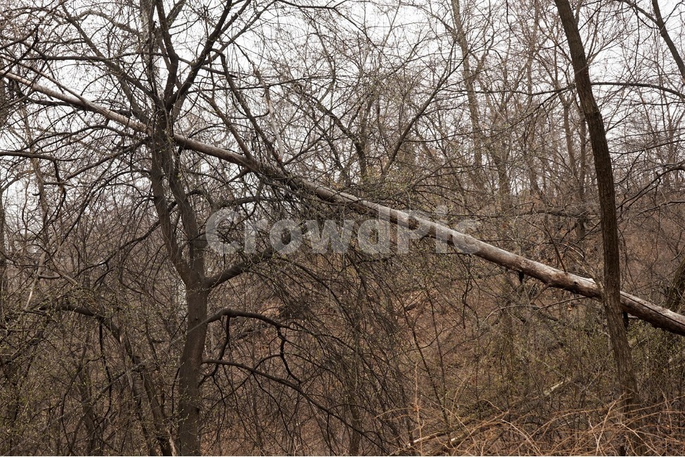 나무,자연,식물,초봄,낙엽,landscape,nature,trees,나무가지,desolation,solitary,fallenleaves,brown,branches,자연,풍경,nature,landscape,tree,plant,tree trunk,나무 줄기