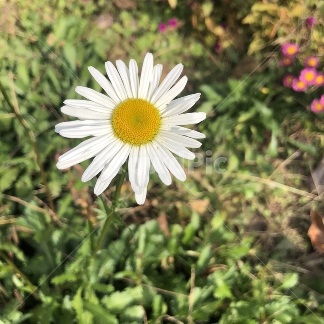 plant,식물,flower,꽃,blossom,daisy,daisies,데이지,들꽃,식물,자연,plants,nature,꽃,flower
